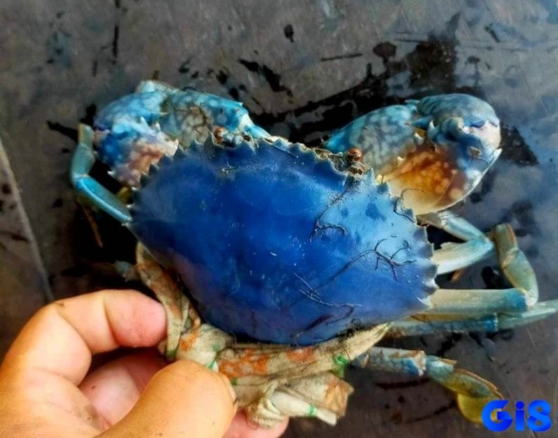 Giấc mơ mang theo những ý nghĩa thú vị 
